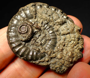 Very large Crucilobiceras pyrite ammonite (47 mm)