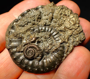 Very large Crucilobiceras pyrite ammonite (47 mm)