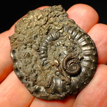 Load image into Gallery viewer, Very large Crucilobiceras pyrite ammonite (47 mm)
