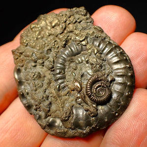 Very large Crucilobiceras pyrite ammonite (47 mm)