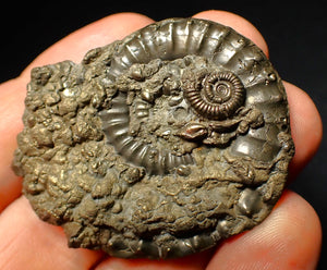 Very large Crucilobiceras pyrite ammonite (47 mm)