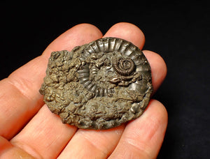 Very large Crucilobiceras pyrite ammonite (47 mm)