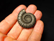 Load image into Gallery viewer, Large Crucilobiceras pyrite ammonite (36 mm)
