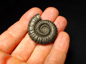 Large Crucilobiceras pyrite ammonite (36 mm)