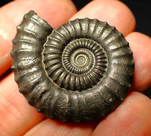 Load image into Gallery viewer, Large Crucilobiceras pyrite ammonite (36 mm)
