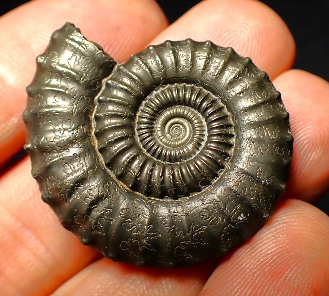 Large Crucilobiceras pyrite ammonite (36 mm)