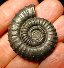 Load image into Gallery viewer, Large Crucilobiceras pyrite ammonite (36 mm)
