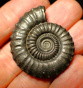 Large Crucilobiceras pyrite ammonite (36 mm)