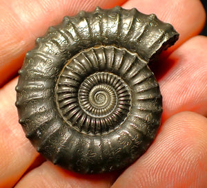 Large Crucilobiceras pyrite ammonite (36 mm)