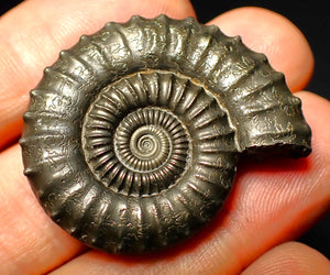 Large Crucilobiceras pyrite ammonite (36 mm)