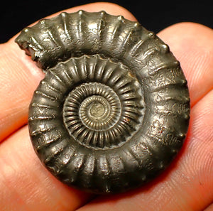 Large Crucilobiceras pyrite ammonite (36 mm)