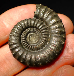 Large Crucilobiceras pyrite ammonite (36 mm)