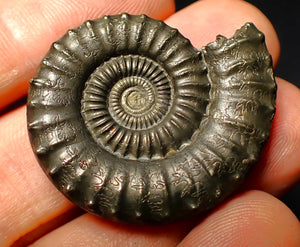 Large Crucilobiceras pyrite ammonite (36 mm)