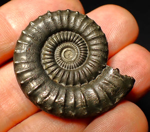 Large Crucilobiceras pyrite ammonite (36 mm)