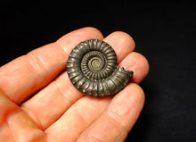 Load image into Gallery viewer, Large Crucilobiceras pyrite ammonite (36 mm)
