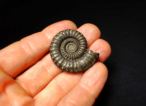 Large Crucilobiceras pyrite ammonite (36 mm)