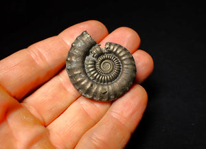 Large Crucilobiceras pyrite ammonite fossil (40 mm)