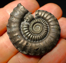 Load image into Gallery viewer, Large Crucilobiceras pyrite ammonite fossil (40 mm)
