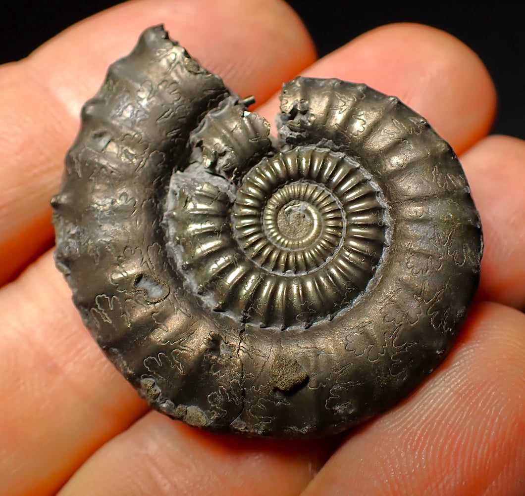 Large Crucilobiceras pyrite ammonite fossil (40 mm)