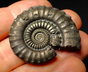 Large Crucilobiceras pyrite ammonite fossil (40 mm)