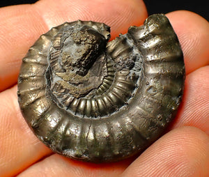 Large Crucilobiceras pyrite ammonite fossil (40 mm)