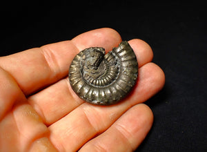 Large Crucilobiceras pyrite ammonite fossil (40 mm)