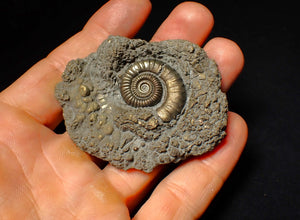 Large Crucilobiceras pyrite ammonite fossil (64 mm)