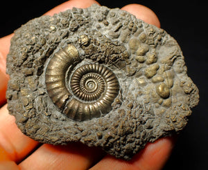 Large Crucilobiceras pyrite ammonite fossil (64 mm)