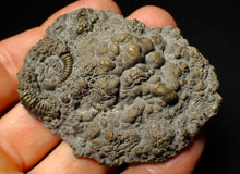 Load image into Gallery viewer, Large Crucilobiceras pyrite ammonite fossil (64 mm)
