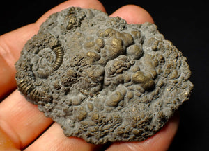 Large Crucilobiceras pyrite ammonite fossil (64 mm)