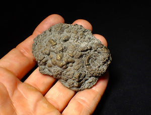 Large Crucilobiceras pyrite ammonite fossil (64 mm)