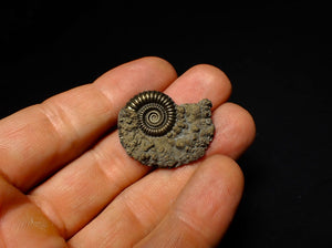 Detailed Crucilobiceras pyrite ammonite (31 mm)