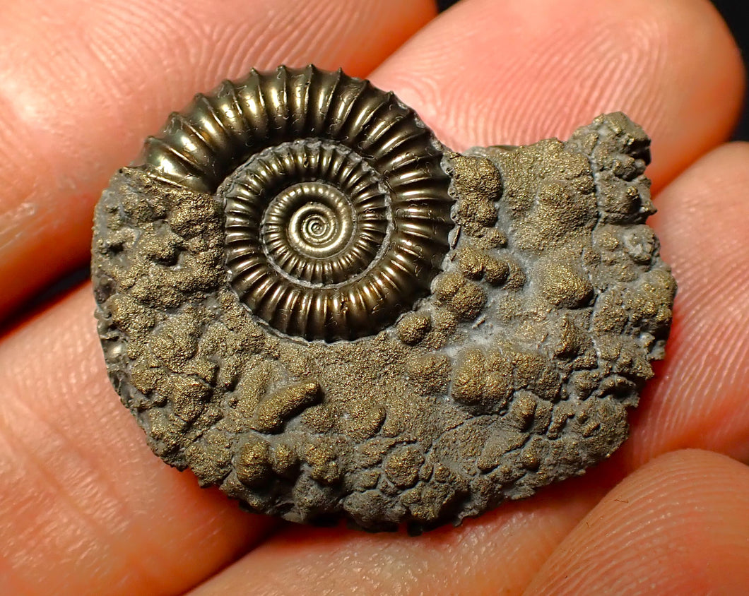 Detailed Crucilobiceras pyrite ammonite (31 mm)