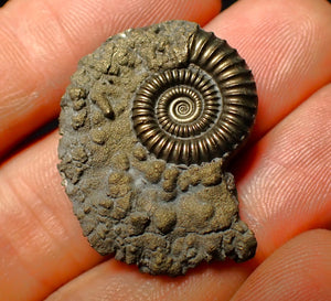 Detailed Crucilobiceras pyrite ammonite (31 mm)