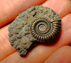 Detailed Crucilobiceras pyrite ammonite (31 mm)