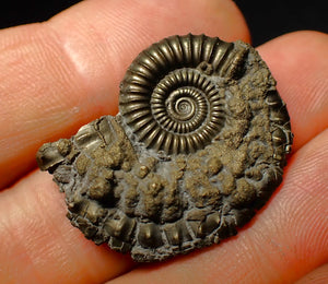 Detailed Crucilobiceras pyrite ammonite (31 mm)