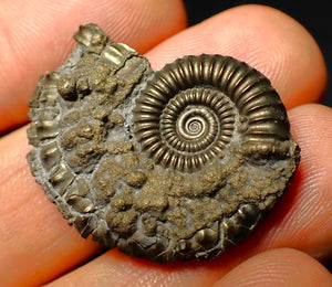 Detailed Crucilobiceras pyrite ammonite (31 mm)