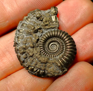 Detailed Crucilobiceras pyrite ammonite (31 mm)