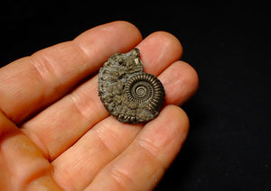 Detailed Crucilobiceras pyrite ammonite (31 mm)