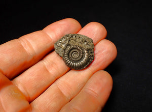 Crucilobiceras pyrite ammonite fossil (29 mm)