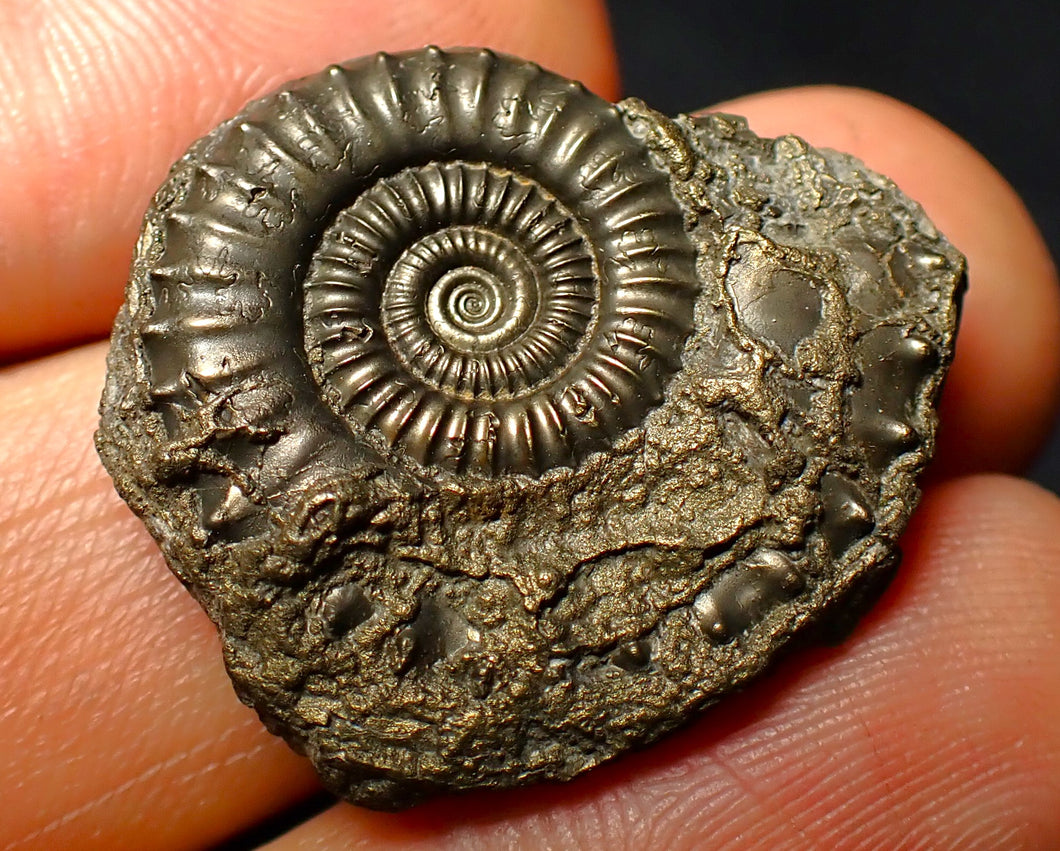 Crucilobiceras pyrite ammonite fossil (29 mm)