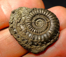 Load image into Gallery viewer, Crucilobiceras pyrite ammonite fossil (29 mm)
