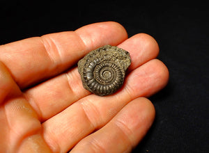 Crucilobiceras pyrite ammonite fossil (29 mm)