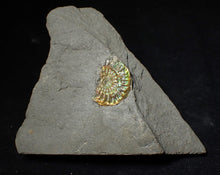Load image into Gallery viewer, Juvenile green iridescent Caloceras display ammonite fossil 19mm
