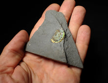 Load image into Gallery viewer, Juvenile green iridescent Caloceras display ammonite fossil 19mm
