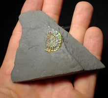 Load image into Gallery viewer, Juvenile green iridescent Caloceras display ammonite fossil 19mm
