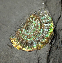 Load image into Gallery viewer, Juvenile green iridescent Caloceras display ammonite fossil 19mm
