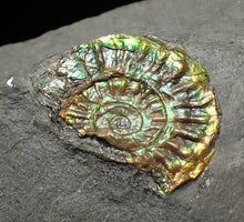 Load image into Gallery viewer, Juvenile green iridescent Caloceras display ammonite fossil 19mm
