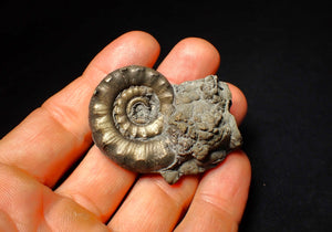 Pyrite Eoderoceras ammonite fossil (52 mm)