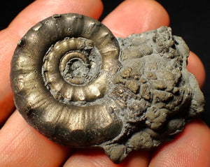 Pyrite Eoderoceras ammonite fossil (52 mm)